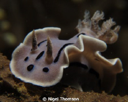 Chromodoris willani at the "Marble Rock" dive site 43km E... by Nigel Thomson 